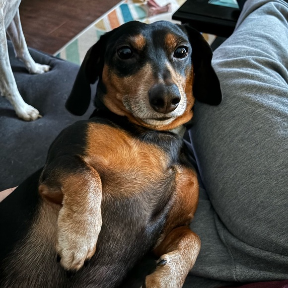 Meet your Posher, Jessie - Picture 4 of 7